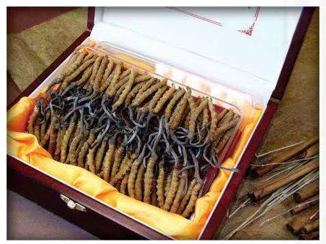 五原冬虫夏草回收